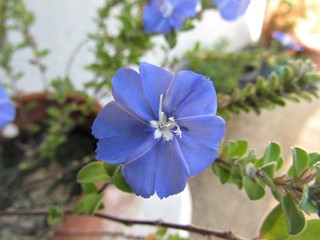 Pequena flor azul.