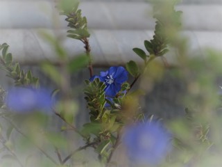 Pequena flor azul.