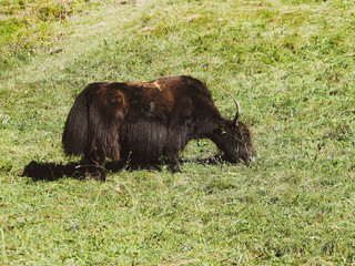 Yack (Bos grunniens) broutant sur un vert paturage.