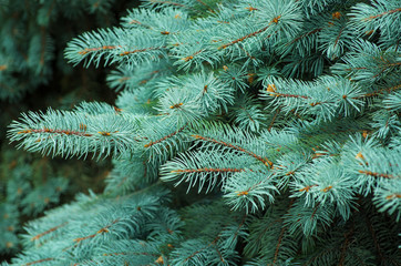 Naklejka na ściany i meble Branches of blue fir tree.