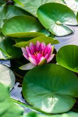 Lily among water lilies