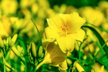 Yellow wildflowers among green stalks