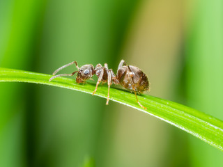 Black ant  (Lasius niger) on grass stem