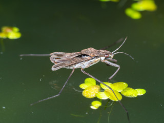 Water strider, water skeeter, water bug, pond skater, water skipper,  jesus bug