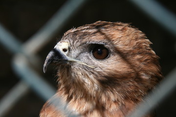 Caged bird