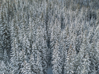 Aerial view of snow covered fir trees