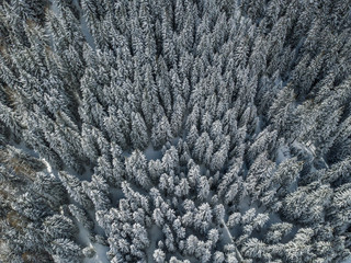 Aerial view of snow covered fir trees