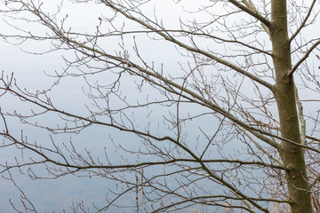 Close view of tree and branches