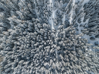 Aerial view of snow covered fir trees