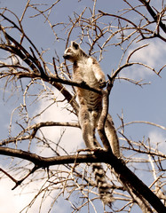Lemurs of Madagascar, Ring-Tailed Lemurs