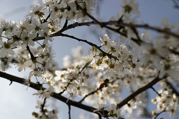 Frühlingszeit