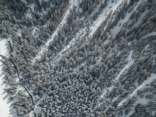 Aerial view of snow covered fir trees