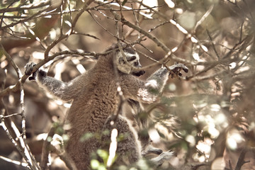 Lemurs of Madagascar, Ring-Tailed Lemurs