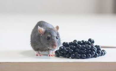 Mouse, rat cute gray. feces and feces concept. anti-