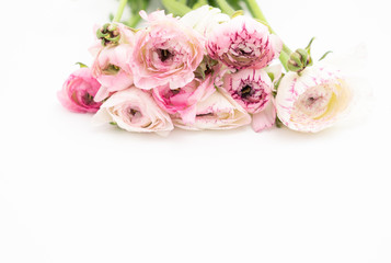 Fototapeta na wymiar Pink and White Ranunculus flower Backgrounds