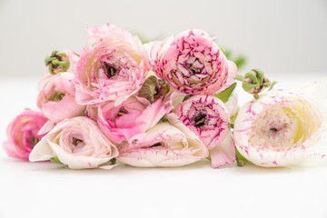 Obraz na płótnie Canvas Pink and White Ranunculus flower Backgrounds