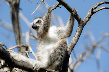 Lemurs of Madagascar, Ring-Tailed Lemurs