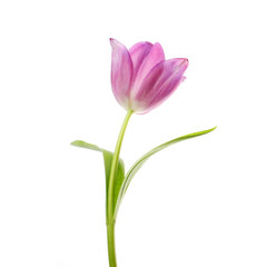 lilac tulip flower head isolated on white