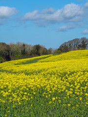 Obraz premium Vibrant yellow flower crop on farmland with blue sky and clouds in the Devon countryside