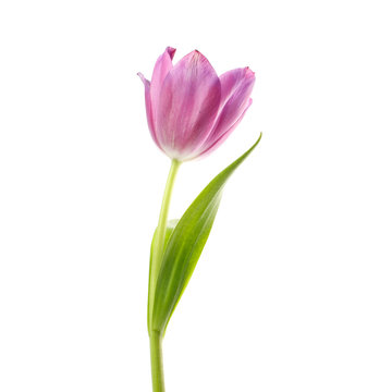 lilac tulip flower head isolated on white