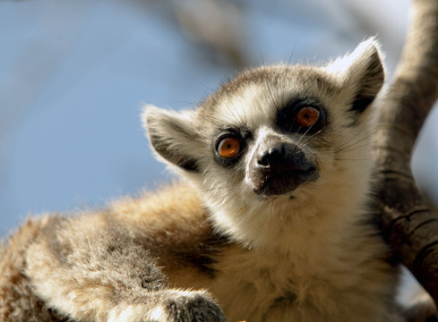 Lemurs of Madagascar, Ring-Tailed Lemurs © yeshaya