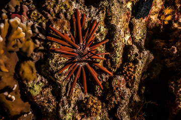 Coral reefs and water plants in the Red Sea, Eilat Israel