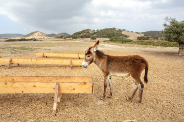Small wild donkey near food / water channel flume. Animals are roaming freely in Karpass region of Northern Cyprus