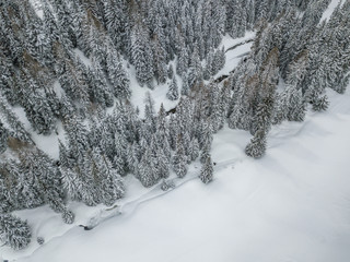 Aerial view of snow covered fir trees