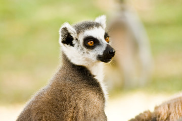Naklejka na ściany i meble Lemurs of Madagascar, Ring-Tailed Lemurs