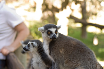 Lemurs of Madagascar, Ring-Tailed Lemurs