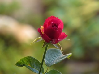 A rosa vermelha.
