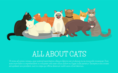 Cats show banner grooming or veterinary feline flyer vector illustration. Cute kitten pet poster. Funny animal studio. Lovely friendship advertisement pussy cat character.