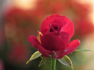 A rosa vermelha.