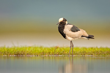 Blacksmith Lapwing isolated against green and blue background