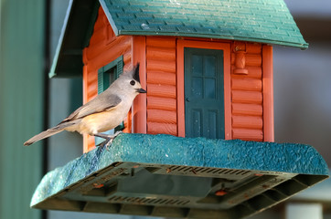 Black-crested Titmouse (Baeolophus atricristatus) on Bird Feeder