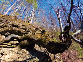 Wide angle shot deep in the forrest of trees