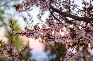 Blooming flowers and plum branches close up at sunset