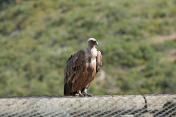 Amazing Eagles of Israel, Eagles of the Holy Land