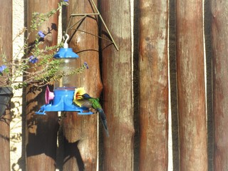 O pequeno beija-flor.