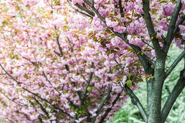 cherry blossom is a flower of several trees of genus Prunus, particularly the Japanese cherry, Prunus serrulata, which is called sakura after the Japanese