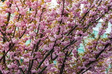 cherry blossom is a flower of several trees of genus Prunus, particularly the Japanese cherry, Prunus serrulata, which is called sakura after the Japanese