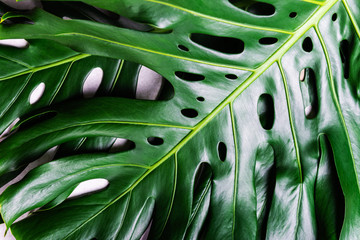 Fototapeta na wymiar Close up of tropical monstera leaf