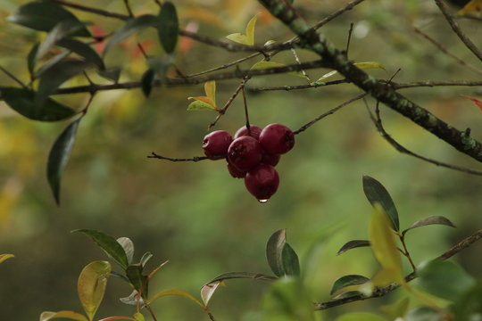 Fruto Rojo
