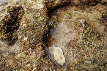green moss plant on tree and stump wood with rock