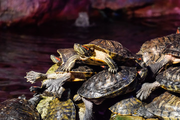 colony of turtles on stone, reptile turtles