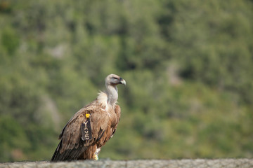 Amazing Eagles of Israel, Eagles of the Holy Land