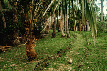 Cobblestone pathway in lush tropical garden