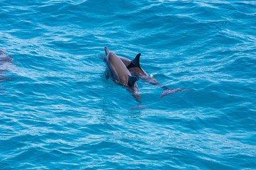 Fototapeta premium Kauai, Hawaii - Two Hawaiian Spinner Dolphins taking a breath and swimming away