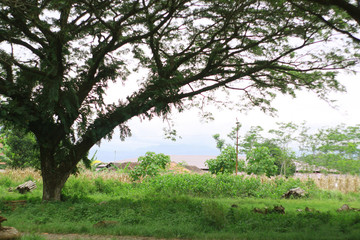 large tree with shady leaves in the forest