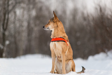 Cute mixed breed dog walking in a park. Mongrel in the snow